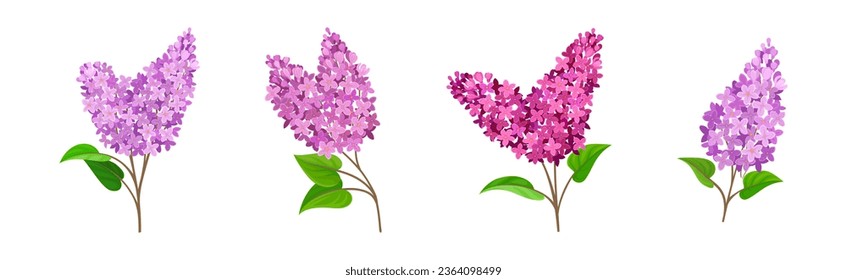 Lilac or Syringa Flowers with Showy Aromatic Blossom on Stem Vector Set