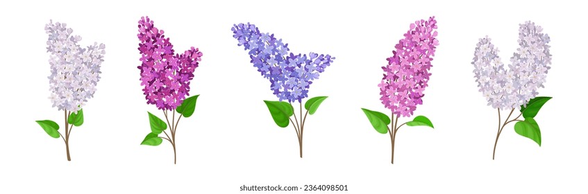 Lilac or Syringa Flowers with Showy Aromatic Blossom on Stem Vector Set