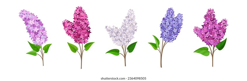 Lilac or Syringa Flowers with Showy Aromatic Blossom on Stem Vector Set