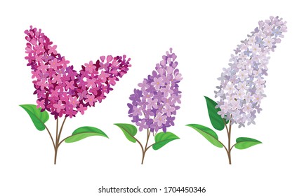 Lilac or Syringa Flowers with Showy Blossom Isolated on White Background Vector Set