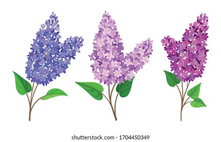 Lilac or Syringa Flowers with Showy Blossom Isolated on White Background Vector Set