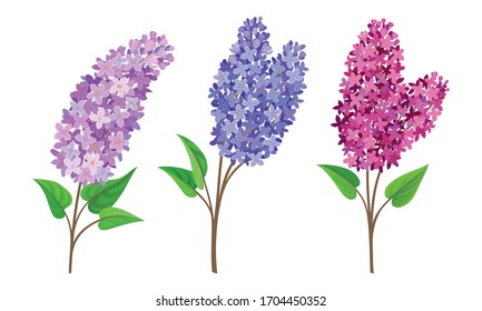 Flores de Lilac o de Syringa con un flor visible aislado en un conjunto de vectores de fondo blanco