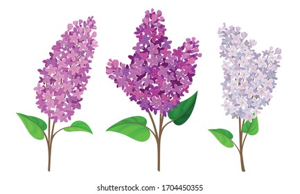Lilac or Syringa Flowers with Showy Blossom Isolated on White Background Vector Set