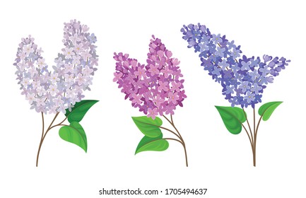 Lilac or Syringa Flowers with Showy Blossom Isolated on White Background Vector Set
