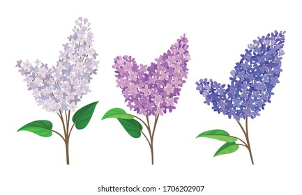 Lilac or Syringa Flowers with Showy Blossom Isolated on White Background Vector Set