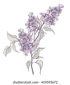 Lilac Twigs