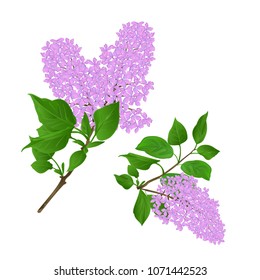 Lilac twigs with flowers and leaves vintage set first vector illustration hand draw  editable 
