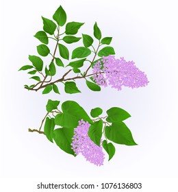 Lilac twigs with flowers and leaves vintage set two vector illustration hand draw  editable 