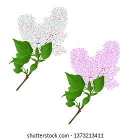 Lilac twigs multicolored and light pink with flowers and leaves on a white background vintage vector illustration hand draw  editable