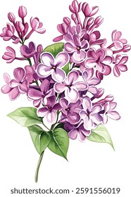 Lilac Watercolor Flower Bouquet - Purple Spring Blossom vector illustration