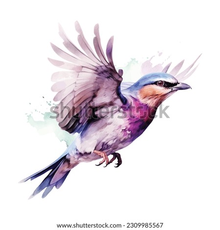 Lilac-breasted Roller bird vector watercolor paint ilustration