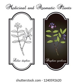 Lilac-daphne (daphne genkwa), medicinal plant. Hand drawn botanical vector illustration