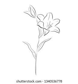 lilia flower vector illustration