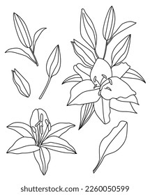Lilies branch and leaves isolated on a white background. Set of lily flowers and leaves.