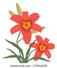 Lilies with buds and green leaves on a white background. Summer orange flowers. Vector illustration