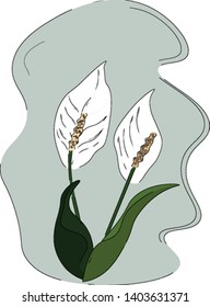A lilies and elongated oval-shaped leaves on their stalk often symbolize humility, devotion, and peace, set isolated on white background, vector, color drawing or illustration.