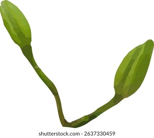 lilies flower bud vector design1