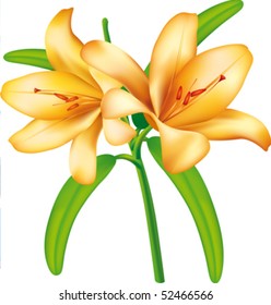 Lilies flower vector