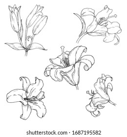 Lilies flowers and buds, plant elements set, black and white vector illustration
