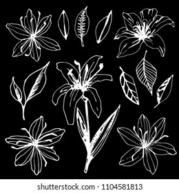 Lilies. Flowers, leaves hand drawn isolated on black background. Floral design element set