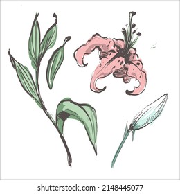 Lilies. Flowers, leaves hand drawn isolated on white background. Floral design elements