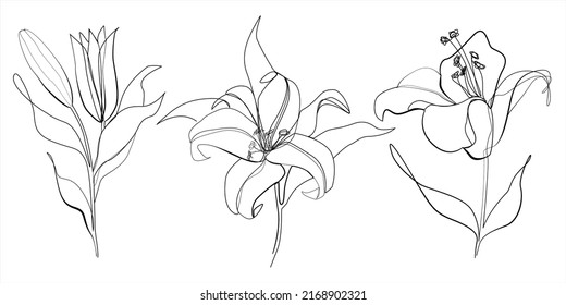 Lilies Blumen Vektorgrafik Set von 3. Abstrakte Blütenlililie in fortlaufender Handzeichnung. Minimalistische moderne One Line Kunst Schwarz-Weiß. Vektorgrafik-Skizzensymbol 