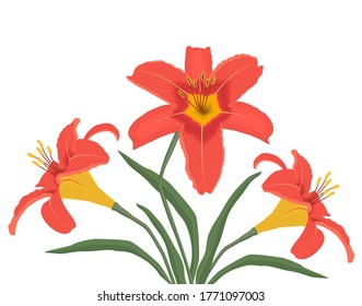 Lilies with green leaves on a white background. Summer orange flowers. Vector illustration