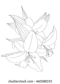 Lilies isolated on white background vector