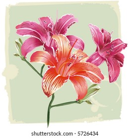 lilies on grunge background, vector illustration