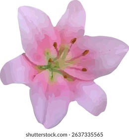 lilies pink and bloom design17
