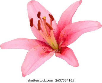 lilies pink and bloom design9
