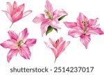 Lilies, set pink flowers on an isolated white background, watercolor illustration, collection, greeting card