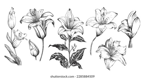 Lilies Set Skizze, handgezeichnet im Doodle-Stil