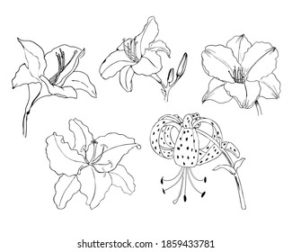 Lilies set vector art line. Isolated elements of black-and-white drawing.