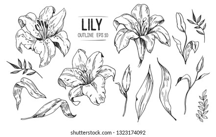 Lilies sketch. Set of lilies flowers. Hand drawn illustration converted to vector.