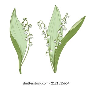 Lilies of the valley are isolated. Vector illustration.