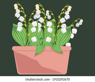 lilies of the valley in a pink flower pot on a dark green background