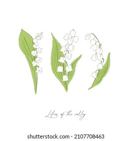 Lilies of the valley spring flower botanical hand drawn vector illustration set isolated on white. Vintage romantic cottage garden florals curiosity cabinet aesthetic print.