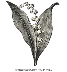  Lilies of the valley - vintage engraved illustration - "Dictionnaire encyclopÃ©dique universel illustrÃ©" By Jules Trousset - 1891 Paris