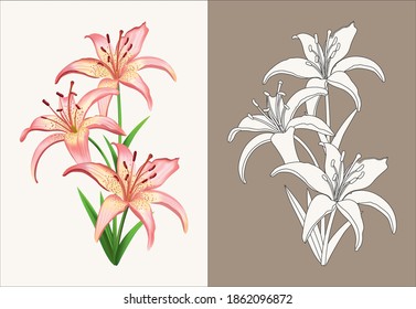 Lilies vector illustration. Colored and contour versions.