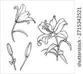 Lilies vector set. Flower graphic illustration. Lily drawing in line art style. Flower sketch painted by black inks. Collection of lily flowers. Vector lili clip art. Outline of Lilies engraving EPS10