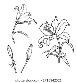Conjunto de Vector Lilies. Ilustración gráfica de flores. Dibujo de lirio en estilo de arte de línea. Boceto de flores pintado con tintas negras. Colección de flores de lirio. Vector lili arte de Clip. Esquema de lirios grabado EPS10