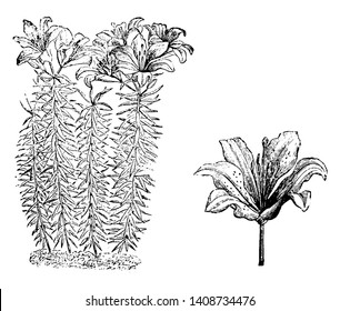 Lilium Elegans ist eine blühende Pflanze. Jeder Stiel hat einen oder zwei Blumenköpfe. Die Blumen sind blassfarben, schmal rot, Vintage-Linien-Zeichnung oder Graviergrafik.