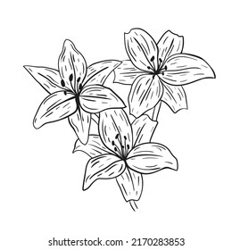 Lilium dibujado a mano con líneas negras sobre un fondo blanco.