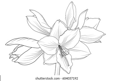 Lilly amaryllis hippeastrum blooming flower object isolated. Black and white outline sketch hand drawing. Detailed vector design illustration.