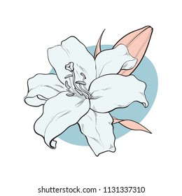 Lilly bloom in pastel colors in sketch style isolated on white background. Hand drawn tender summer flower with bud and leaves - floral decorative element in vector illustration.