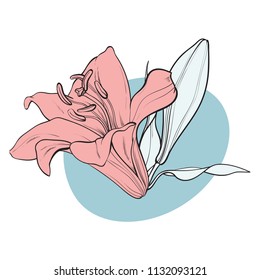 Lilly bloom in pastel colors in sketch style - hand drawn tender summer flower with bud and leaves isolated on white background. Floral decorative element in vector illustration.