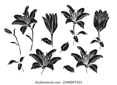 Lilly flower hand drawn set for design of card, logo or tattoo. Vector silhoette illustrations, isolate on white background