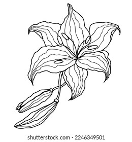 Lilly flower head Hank drawn black ink for design, isolate on white background