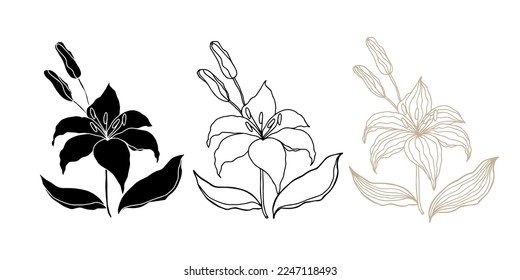 Lilly flower head set for design, isolate on white background. Clip art set